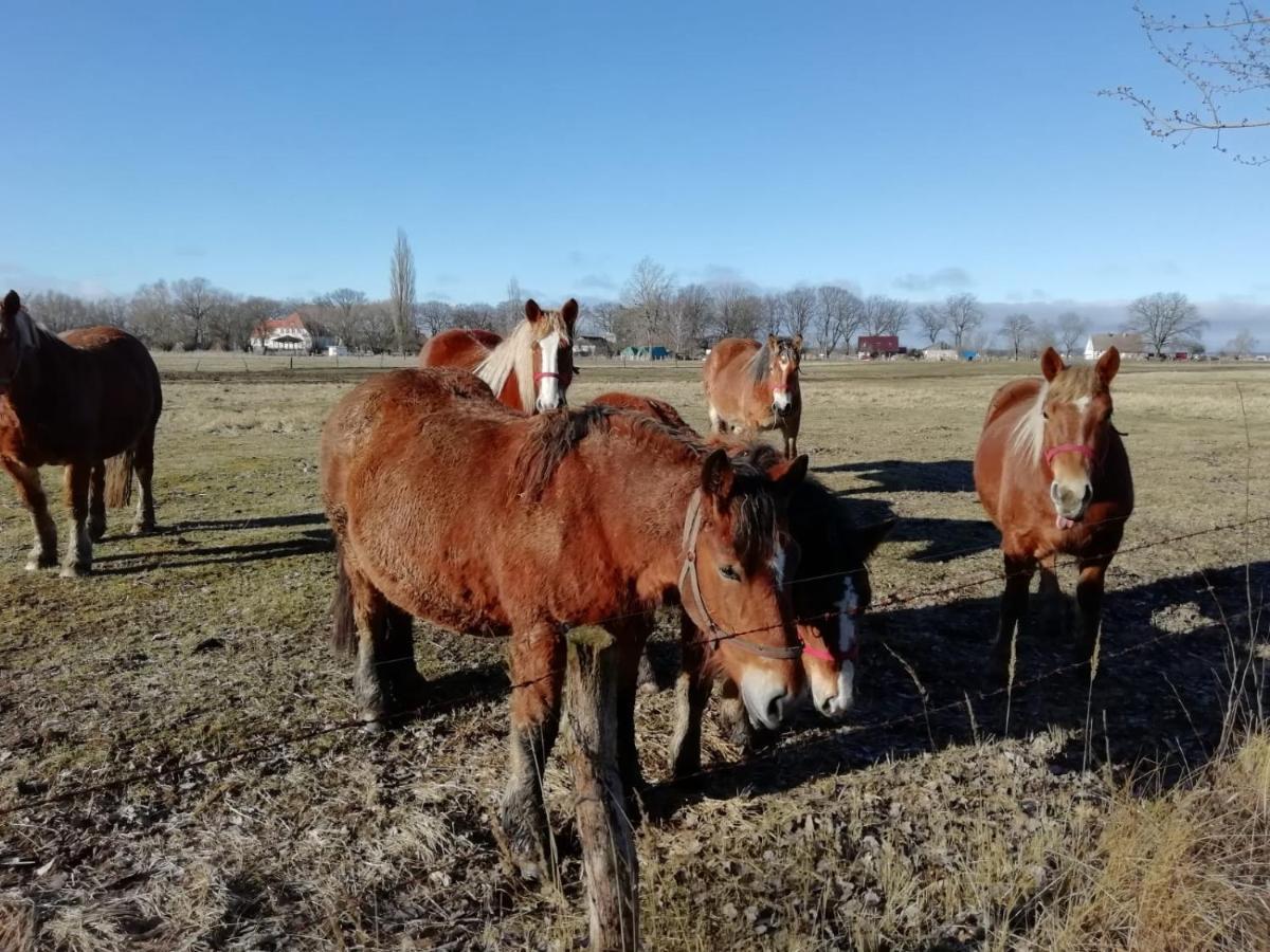 Вілла Domek Letniskowy Szuwarek Свіноуйсьце Екстер'єр фото
